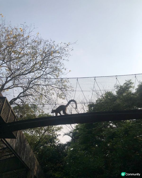貓空纜車🚡動物園