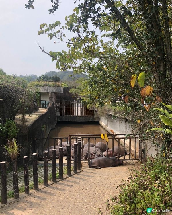 貓空纜車🚡動物園