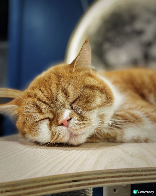 近年嚟貓貓cafe越黎越多，但係呢間除咗有貓貓陪人玩之外，仲...