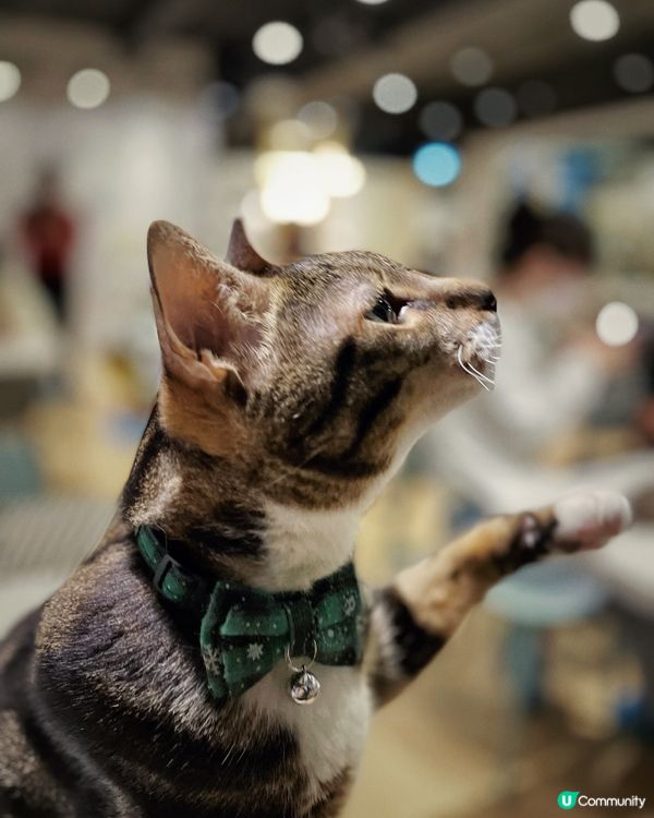 近年嚟貓貓cafe越黎越多，但係呢間除咗有貓貓陪人玩之外，仲...