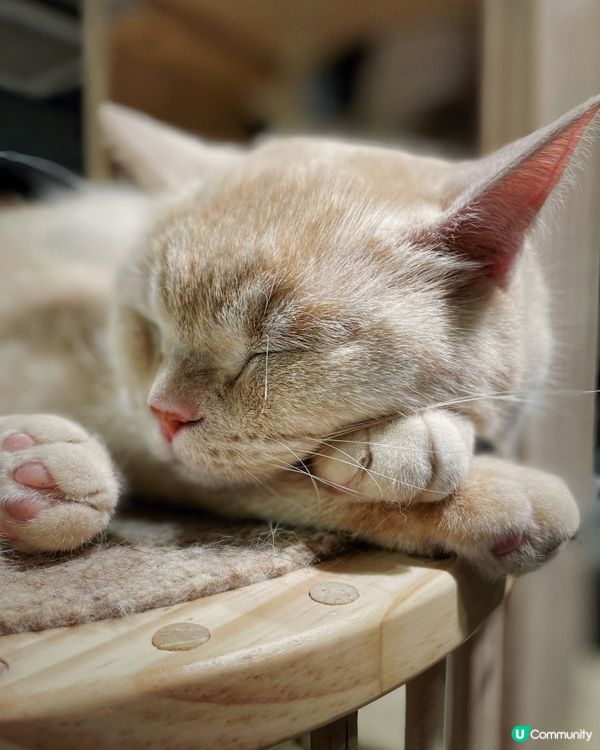 近年嚟貓貓cafe越黎越多，但係呢間除咗有貓貓陪人玩之外，仲...