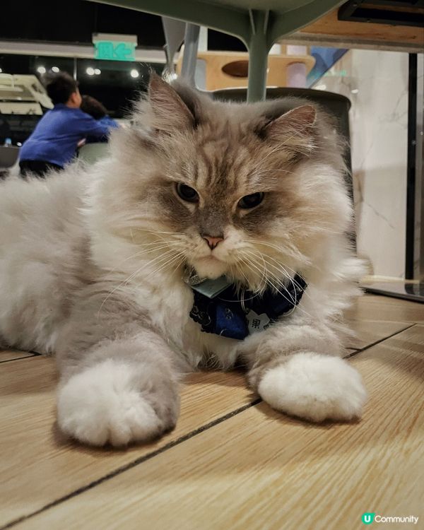 近年嚟貓貓cafe越黎越多，但係呢間除咗有貓貓陪人玩之外，仲...