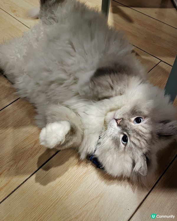 近年嚟貓貓cafe越黎越多，但係呢間除咗有貓貓陪人玩之外，仲...