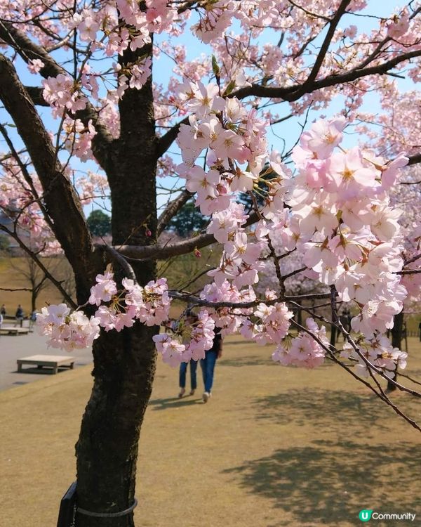 春分~ 櫻花樹下, 總是睹物思人! (金澤城公園)