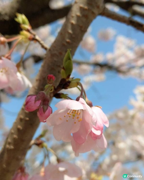 春分~ 櫻花樹下, 總是睹物思人! (金澤城公園)