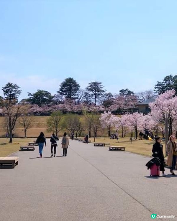 春分~ 櫻花樹下, 總是睹物思人! (金澤城公園)