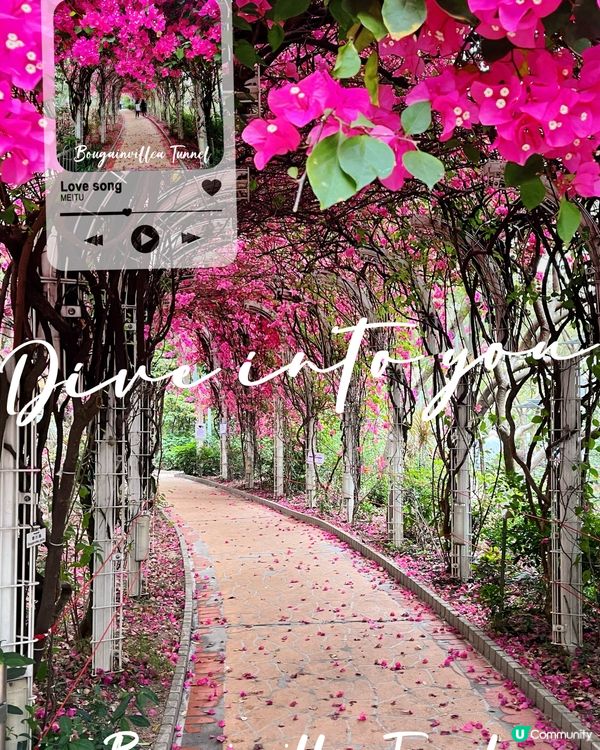 😊元洲邨簕杜鵑花海隧道長廊