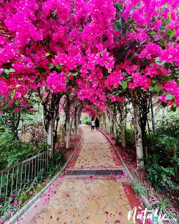 😊元洲邨簕杜鵑花海隧道長廊