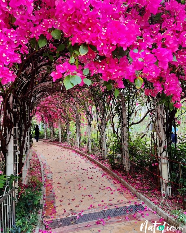 😊元洲邨簕杜鵑花海隧道長廊