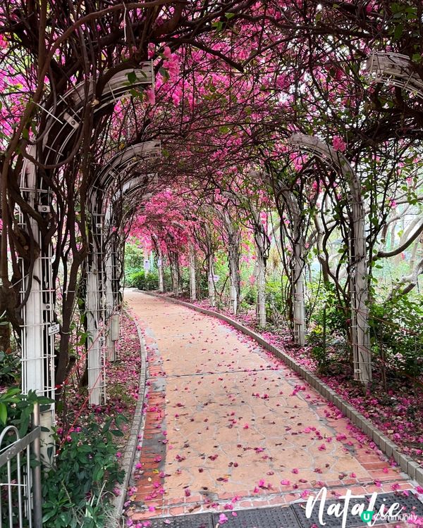 😊元洲邨簕杜鵑花海隧道長廊