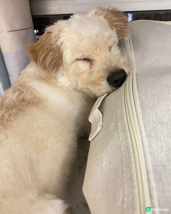 睇睇下風景Long住個頭瞓//