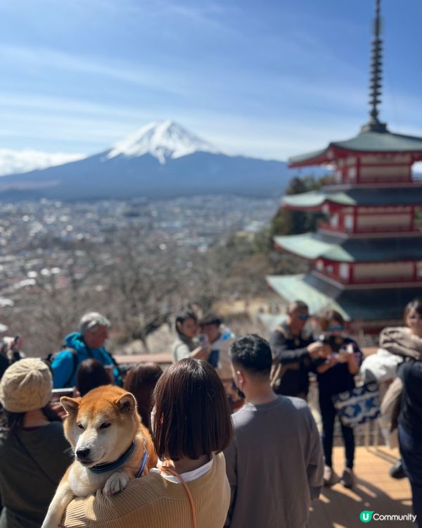 當日去河口湖淺間神社雖然未有櫻花🌸，但係嗰日真係好好天，淺間...