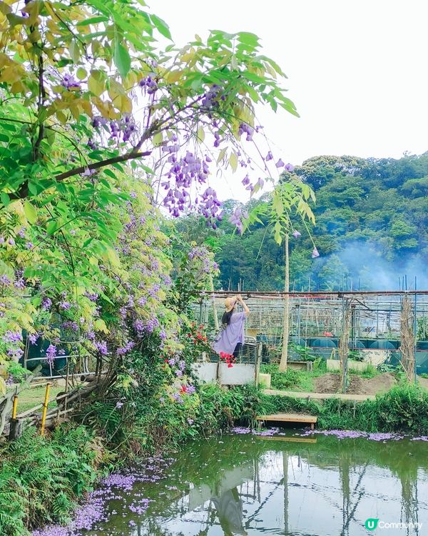 清快塘喜香農莊欣賞紫藤花