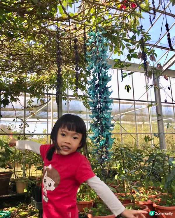 #沖繩深度遊の1 #老少咸宜 #沖縄東村國頭村一天遊 