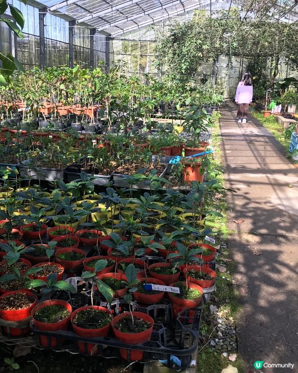 #沖繩深度遊の1 #老少咸宜 #沖縄東村國頭村一天遊 