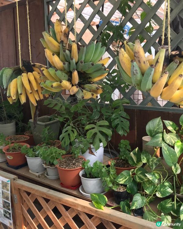 #沖繩深度遊の1 #老少咸宜 #沖縄東村國頭村一天遊 