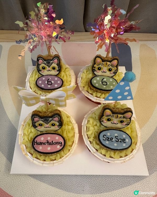 【貓貓🐱6歲生日🎉🐾】