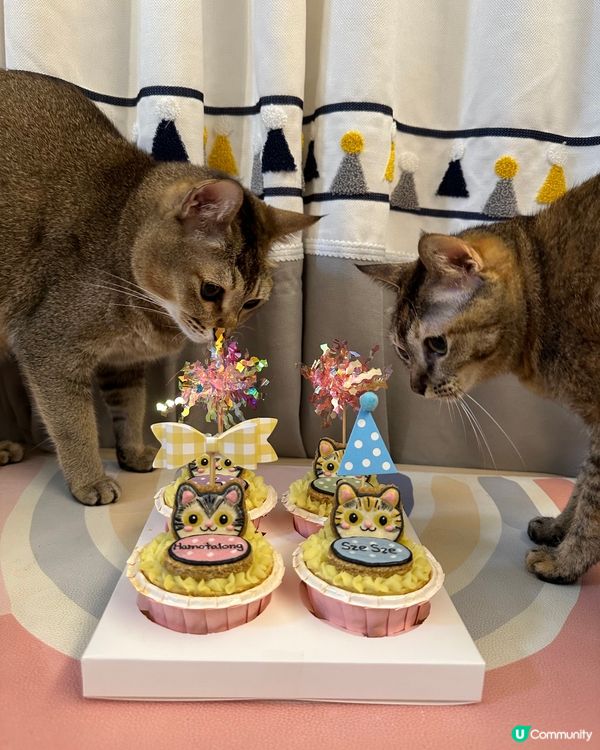 【貓貓🐱6歲生日🎉🐾】