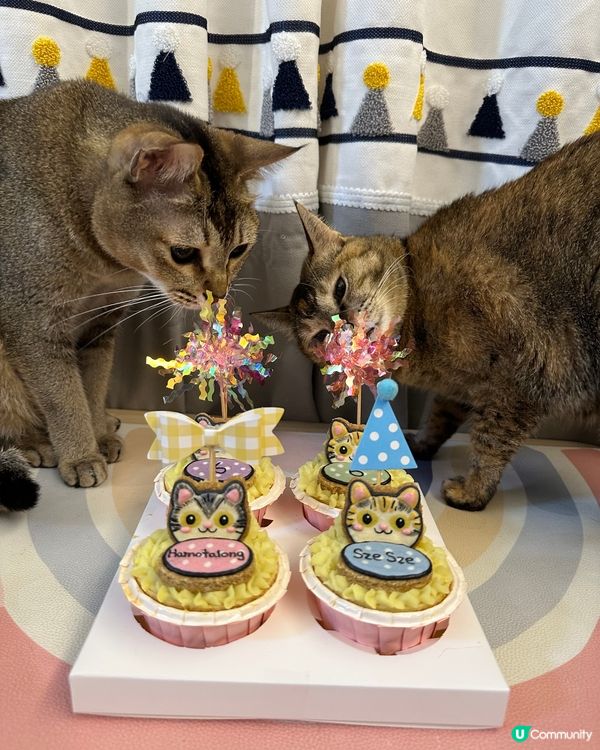 【貓貓🐱6歲生日🎉🐾】