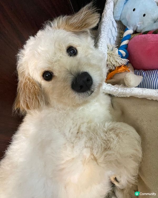 做咩眼仔錄錄望住😂