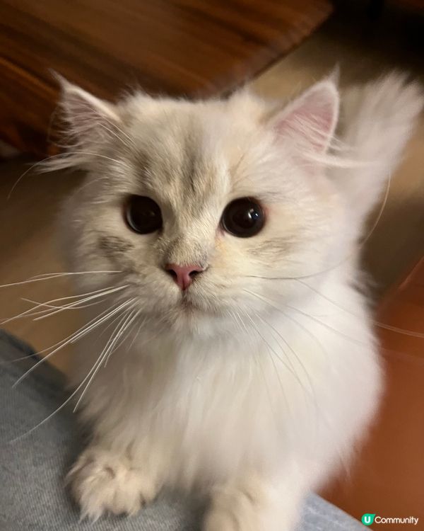 為食的小貓咪🐱