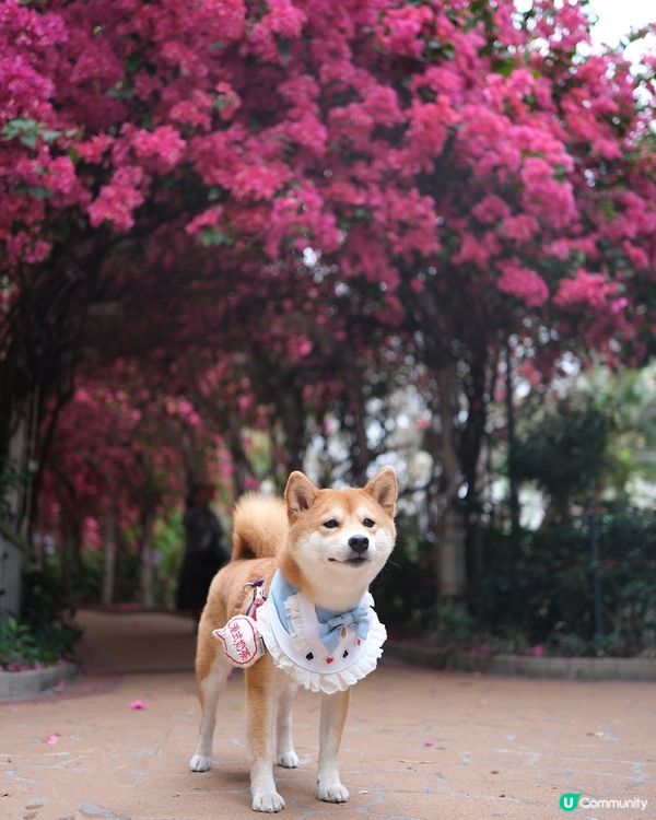 元州邨杜鵑花🌺