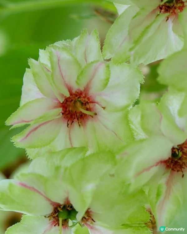 難得一見的綠色櫻花