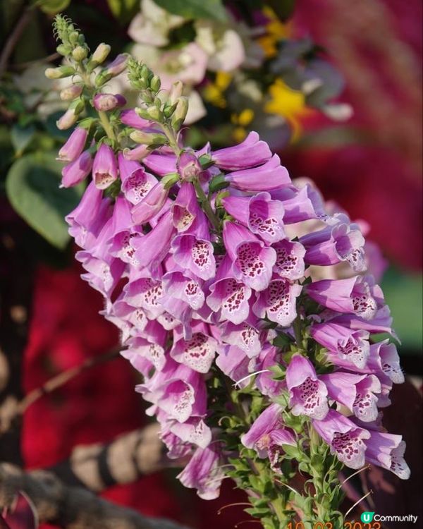 香港海濱花園 花海