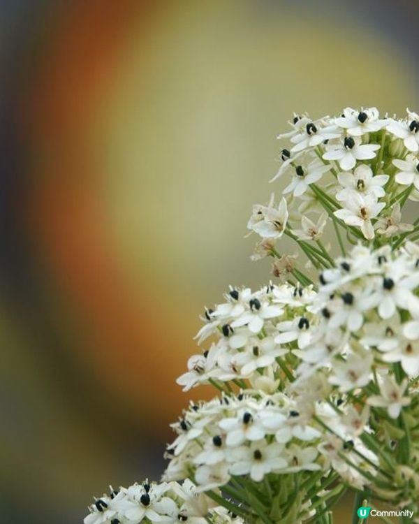 香港海濱花園 花海