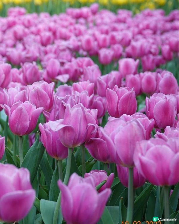 香港海濱花園 花海