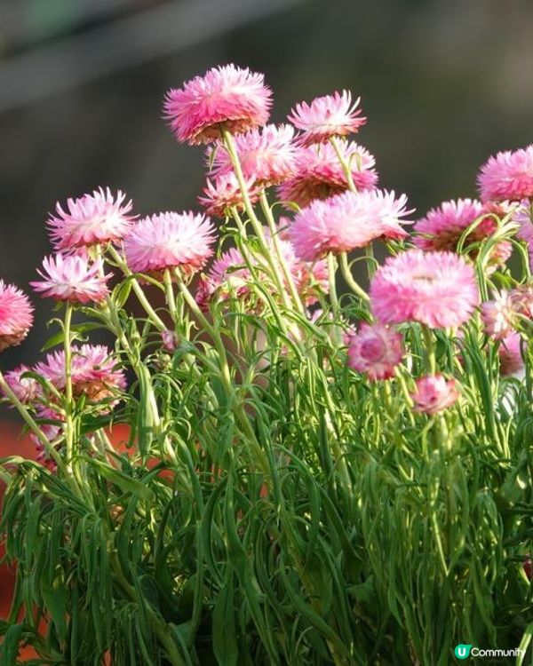 香港海濱花園 花海