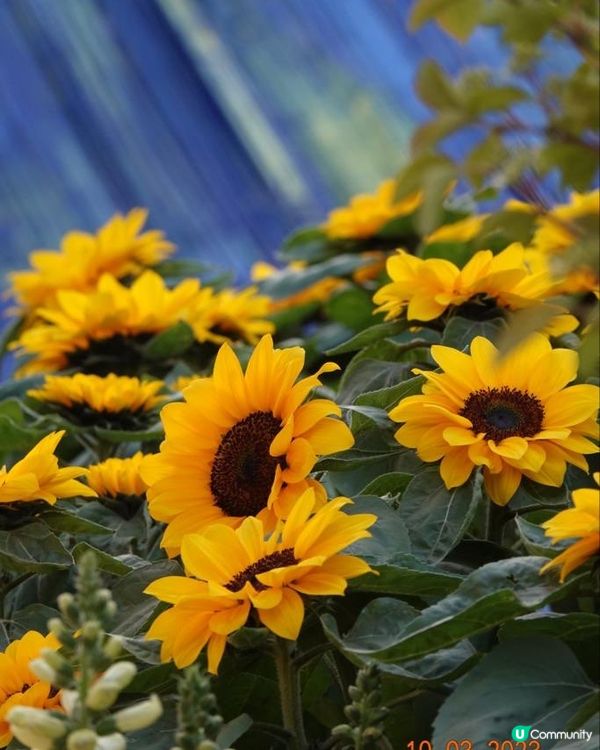 香港海濱花園 花海