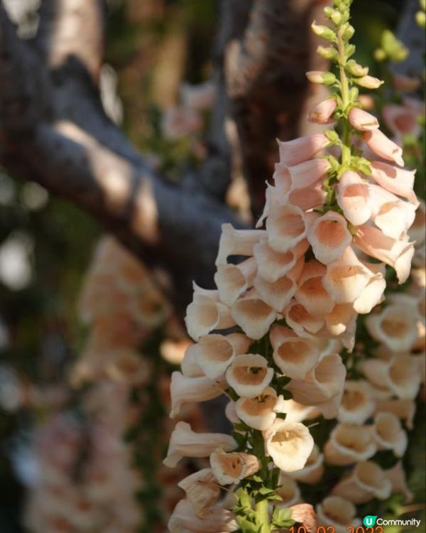 香港海濱花園 花海