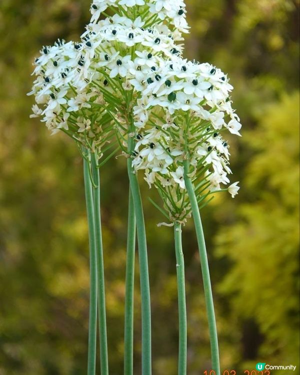 香港海濱花園 花海