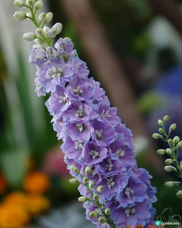 香港海濱花園 花海