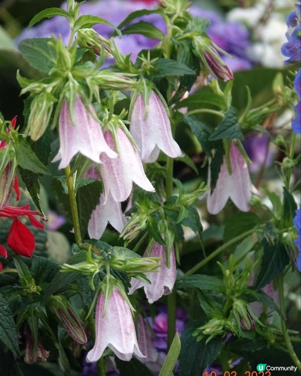 香港海濱花園 花海