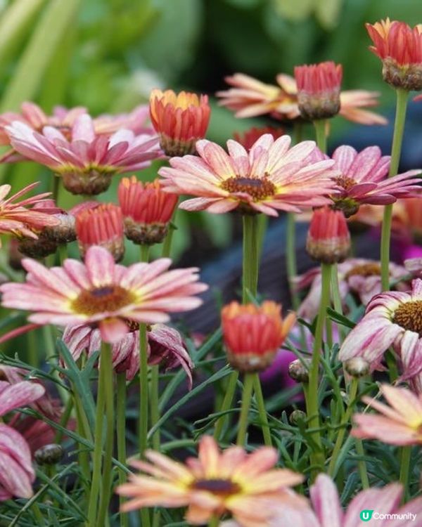 香港海濱花園 花海