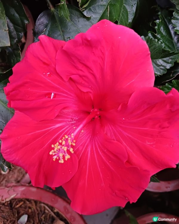 啟德之美(2)：大紅不大紅，好花好色好地...