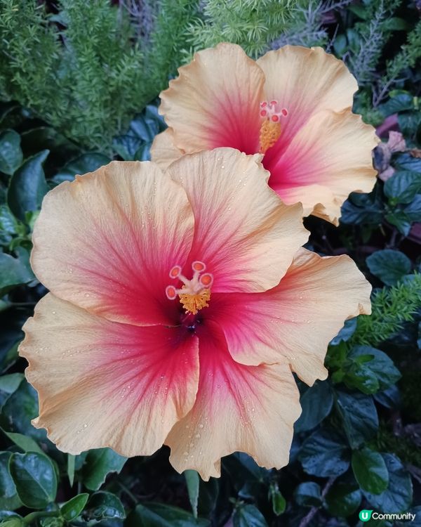 啟德之美(2)：大紅不大紅，好花好色好地...