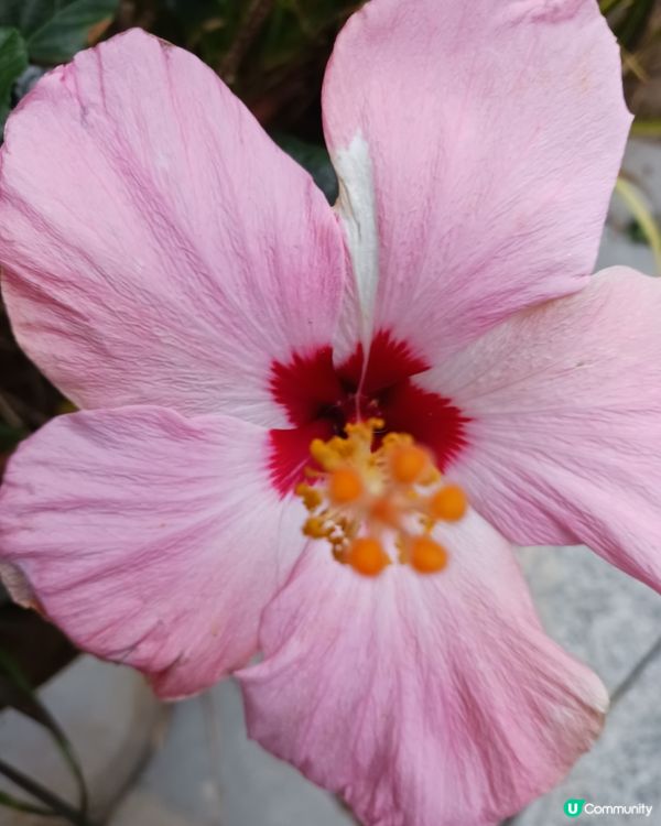 啟德之美(2)：大紅不大紅，好花好色好地...