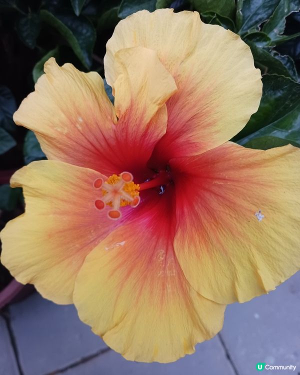 啟德之美(2)：大紅不大紅，好花好色好地...