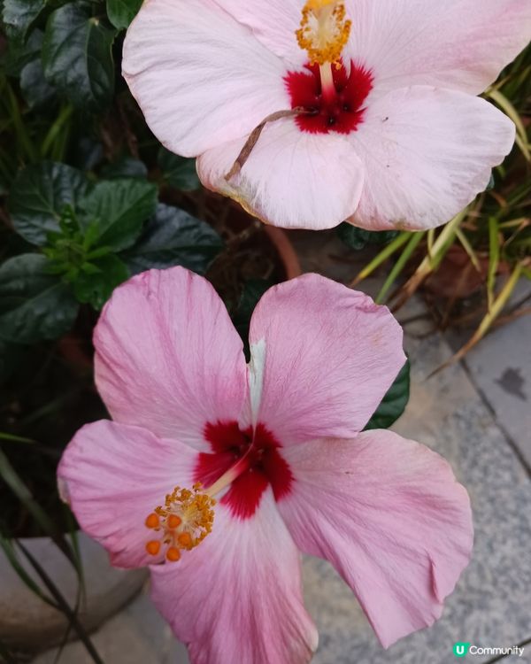 啟德之美(2)：大紅不大紅，好花好色好地...