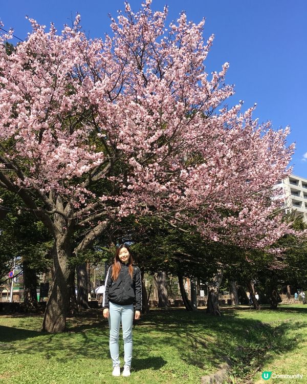 #日本食玩瞓 - 北海道賞櫻