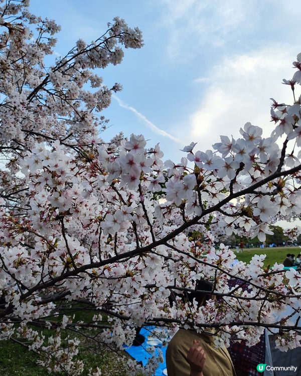 今年 尾班車的櫻花 ❤️ 福岡舞鶴公園