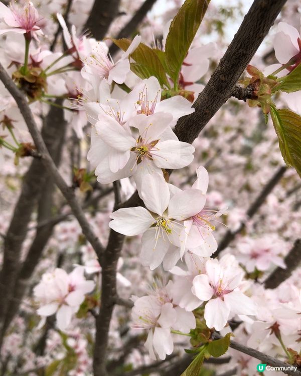 韓國南怡島 櫻花盛開