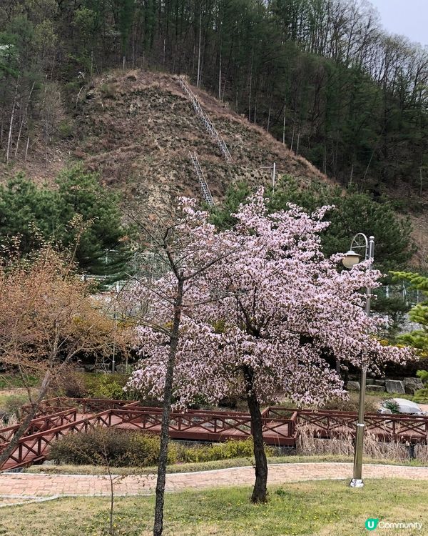 韓國南怡島 櫻花盛開