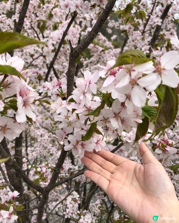 韓國南怡島 櫻花盛開