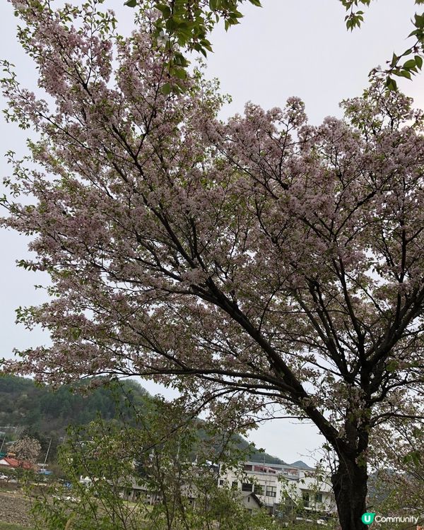 韓國南怡島 櫻花盛開