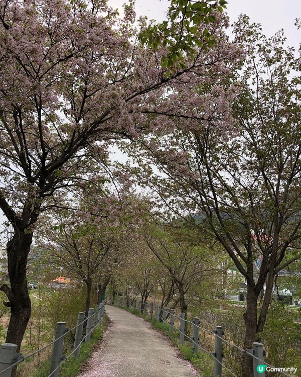 韓國南怡島 櫻花盛開