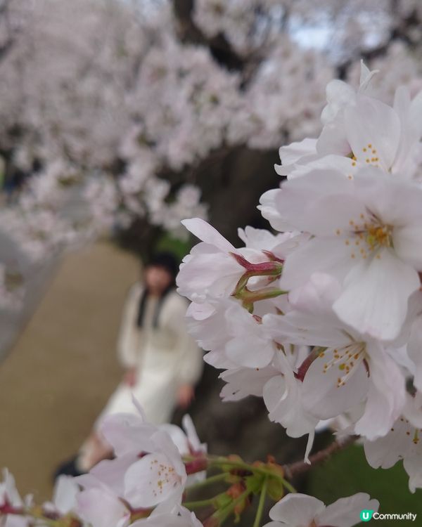 京都背割堤賞櫻
